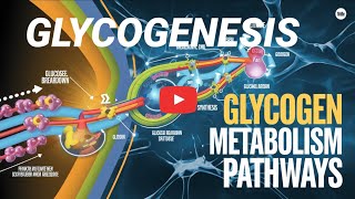 Glycogenesis The Process of Glycogen Synthesis Explained in Telugu Tejaswilectures [upl. by Yeliab]