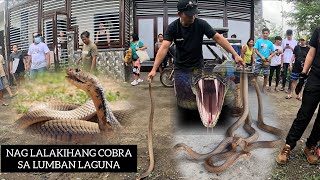 ANG DAMING COBRA LUMBAN KAGUNA TOLCOBRA [upl. by Acirt]