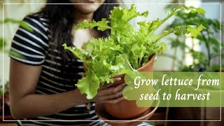 Saving long leggy seedlings  How to transplant lettuce seedling  Balcony Garden [upl. by Bent]