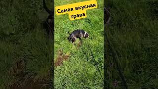 Амстафф Тайсон нашёл самую вкусную траву Amstaff Tyson Staff dog Stafford [upl. by Paulo]