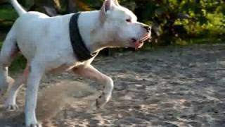 Dogo Argentino for Hungary [upl. by Elad]