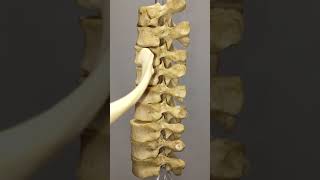 How does a rib articulate with thoracic vertebrae [upl. by Sauers]