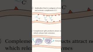 hyperacute rejection of kidney graft [upl. by Kinimod]