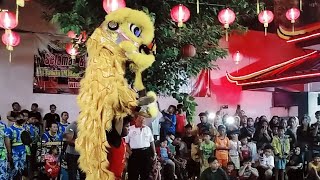 ACROBATIC LION DANCE PERFORM 2024 IN WELAHAN ACARA HUT PADUKA YM KONGCO HIAN THIAN SIANG TEE [upl. by Egrog]