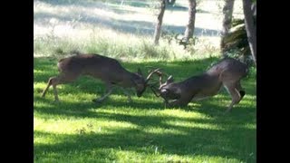 Texas Whitetail Deer Fighting  Rutting Season  Bucks  Canyon Lake Texas  10182017 [upl. by Suehtomit]