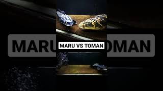 CHANNA MARU VS TOMAN ngeriihhhh boss 😅 [upl. by Gib]