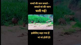 Maa  maa hoti haishortsshortvideoviralshortsyoutubethebhanpratapchaudharianimalattackforest [upl. by Ennyl]