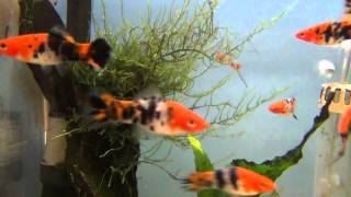 Sanke  Sanshoku Swordtails for sale at Tyne Valley Aquatics [upl. by Redmond]