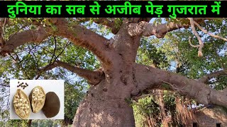 baobab tree  baobab tree in india  Adansonia Digitata  Gorakhchinch tree Madagascar tree [upl. by Chun]