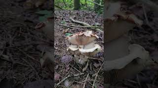 Webcaps Cortinarius species [upl. by Euqinomod]