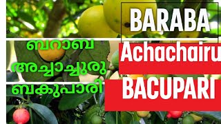 BARABA FRUIT PLANT ACHACHAIRU  BACUPARI ബറാബ  അച്ചാച്ചുരുബകുപാരി  V GREEN 2022 [upl. by Hastie]