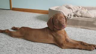 Exhausted VIZSLA puppy falls a sleep [upl. by Dann723]