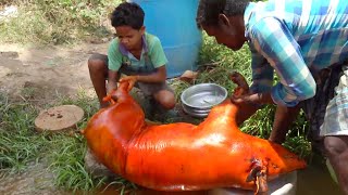 50 KG Pork Curry Fry I my Pig Varuval l my village style cooking [upl. by Mylor768]