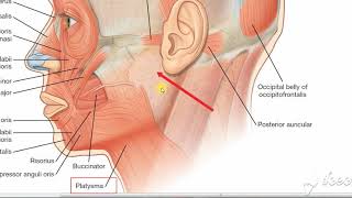 Parotid gland relations 4 [upl. by Anileh]