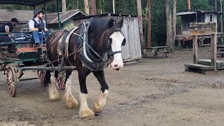 Timbertown Wauchope NSW  part 2  Rides [upl. by Wallack]