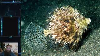 Fish Friday 164  Tassel Filefish Prickly Leatherjacket [upl. by Eizdnil]