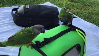 BABY Senegal Parrot WhiteEyed Conure amp Blue Crowned Conure 3 CutiesD [upl. by Onirotciv783]