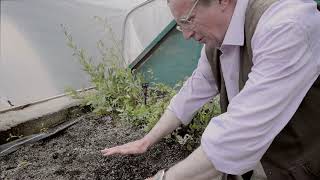 Propagating Romneya coulteri  Burncoose Nurseries [upl. by Kenaz]