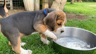 Beagle Puppies Howl and Barks  Cute Compilation [upl. by Euqinu]