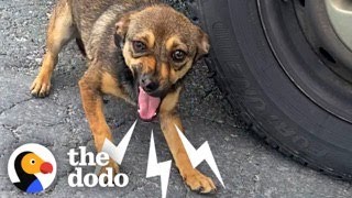 Terrified Dog Transforms When She Meets Her Soulmate  The Dodo [upl. by Weldon]