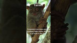 Tarsier Unique Skill [upl. by Goodkin]