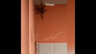 This Huge Spider🕷️Was Found In Someones House In Tobago shorts [upl. by Pricilla]