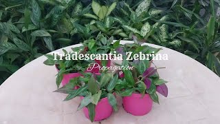 Tradescantia Zebrina Propagation  Wandering Jew Plant [upl. by Bridge]