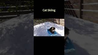 Cat Skiing shorts animals cat [upl. by Reivaj]