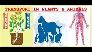 Unit 5 full review Transport in plants amp Animals [upl. by Aramaj]