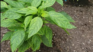 How To Spot amp Fix Magnesium Deficiency In Pepper Plants Epsom Salt Fish Fertilizer CalMag Sulfate [upl. by Mahla642]