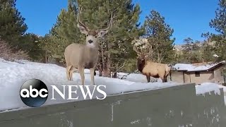 Bull elk stares down Colorado man l ABC News [upl. by Ettelra]