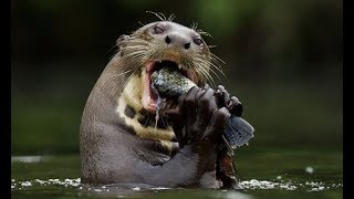 Nutria Gigante Comiendo Pescado  Giant Otters Eating Fish [upl. by Brear]