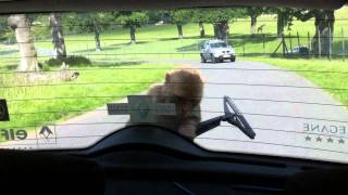 Horrific Monkey Attack at Longleat Safari Park [upl. by Anayad]