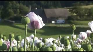 Mohn  Blume des Schlafs Teil 2 [upl. by Kellyann302]