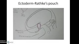 Pituitary gland development  hypophysis cerebri Pharyngeal hypophysis Development made easy [upl. by Tenom]