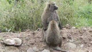 Baboons Grooming [upl. by Yemerej]