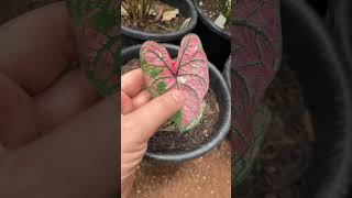 Indoor Plants  Caladium White Christmas caladium thegreenearth plants [upl. by Omik]