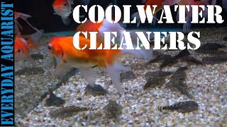 Best Algae Eating Fish and Cleaners for Cold Water Temperate and Unheated Aquariums [upl. by Wymore]