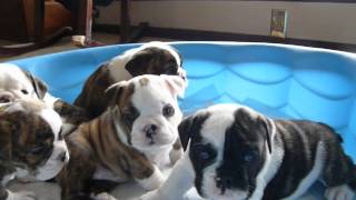 SASSY English Bulldog Puppies 5 weeks old [upl. by Emilee]