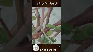 Likoria Ka Ilaj In Urdu  Vaginal Discharge  Dr Fahim Herbalist [upl. by Weinstein]