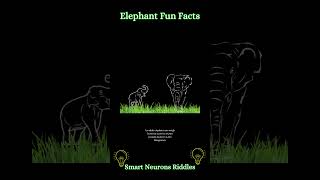 Elephant Fun Facts [upl. by Krusche]