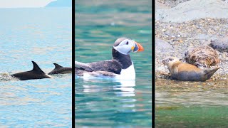 4K Pembrokeshire coast Skomer Saint Davids Ramsey boat trip puffins dolphin porpoise secret caves [upl. by Gerty]