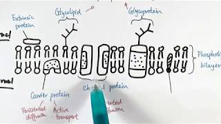 AS Biology  Structure and function of plasma membranes OCR A Chapter 51 [upl. by Gayla]