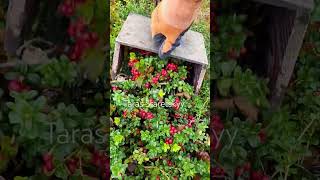 lingonberry fruit berryfarm harvesting cranberry cowberry [upl. by Halfon]