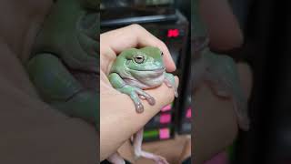 Whites tree frog croaking [upl. by Oneil]