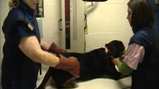 VET 122 Canine Abdominal amp Thoracic Radiographic Positioning [upl. by Ahsakat]