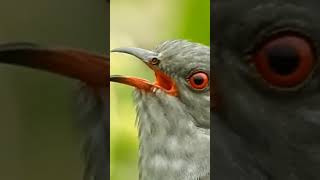 GrayBallied Cuckoo [upl. by Luhar576]