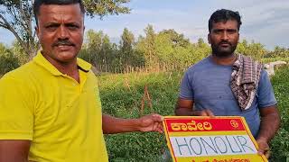 Kaveri Seeds Chilli  HONOUR [upl. by Yhcir]