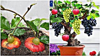 Technique planting grapes and apple  best method for growing grapes in apple tree from fruit [upl. by Colet]