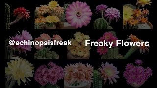 Freaky Flowers  Echinopsis Cacti in Bloom [upl. by Kwan606]